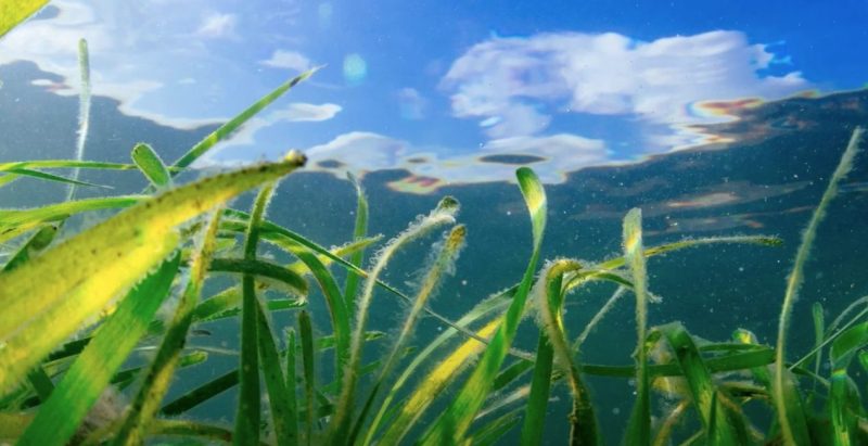 seagrass