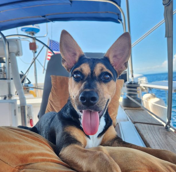 dog on boat