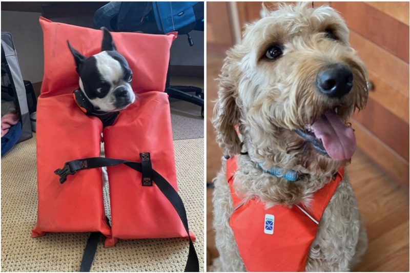 dogs in lifejackets