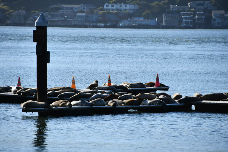 Ayala Cove Seals and cones