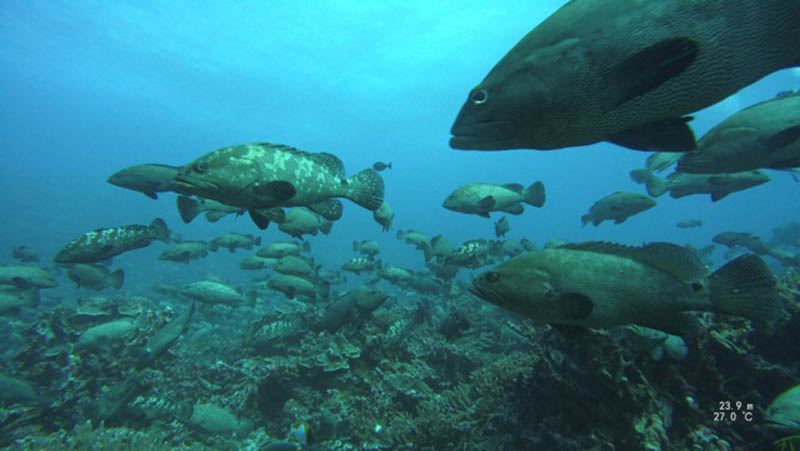 Fakarava Atoll