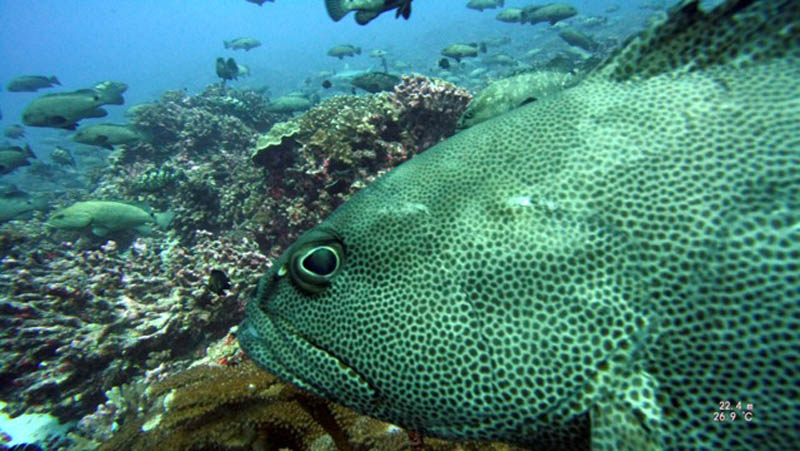 Fakarava Atoll