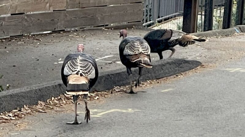 Thanksgiving Turkeys