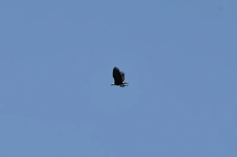 Bald Eagle