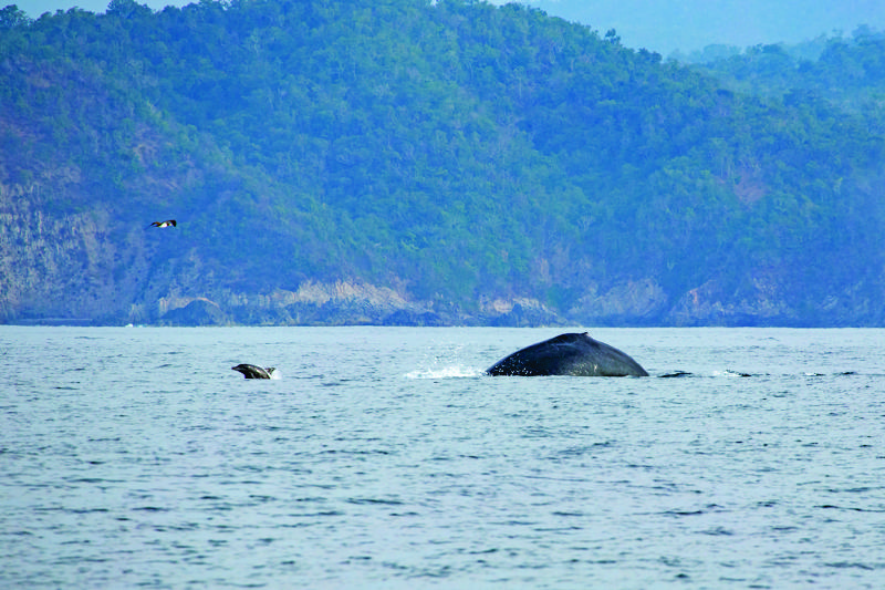Whales are frequent visitors outside the Gate. 