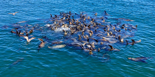 Sea lion cluster