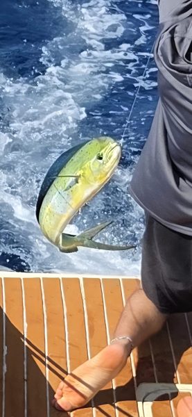 The full fish report is not in but nobody went hungry as nature's bounty was widely available. 