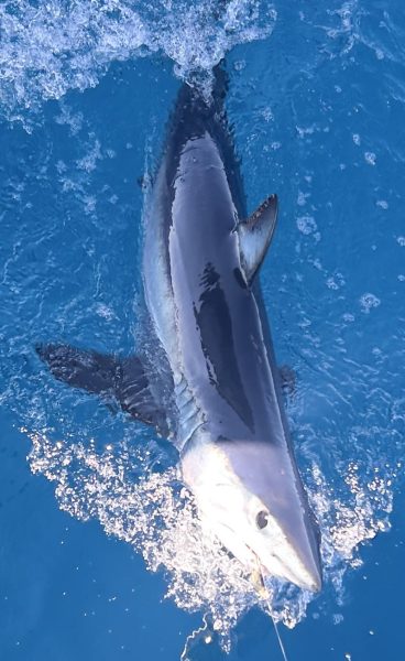 Carpe Diem hauls in a shark.