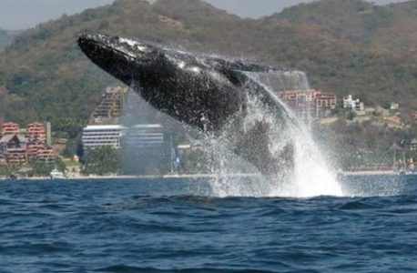 salto-de-ballena-874×573-1