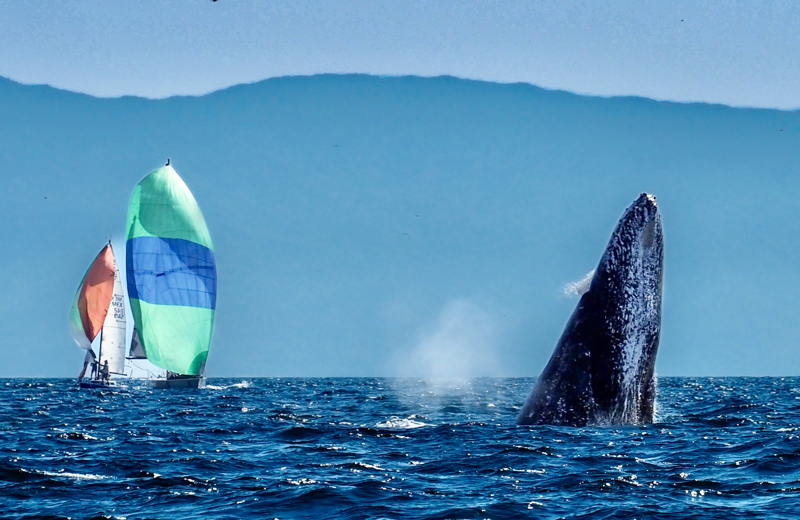 Is this a new type of buoy? Or is the whale waving a protest flag?