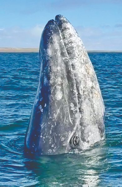 This whale was keeping an eye on the Malilia crew. 