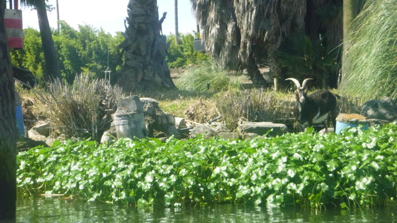 Goats are just one of the many scenery changes you see leaving the Bay. 