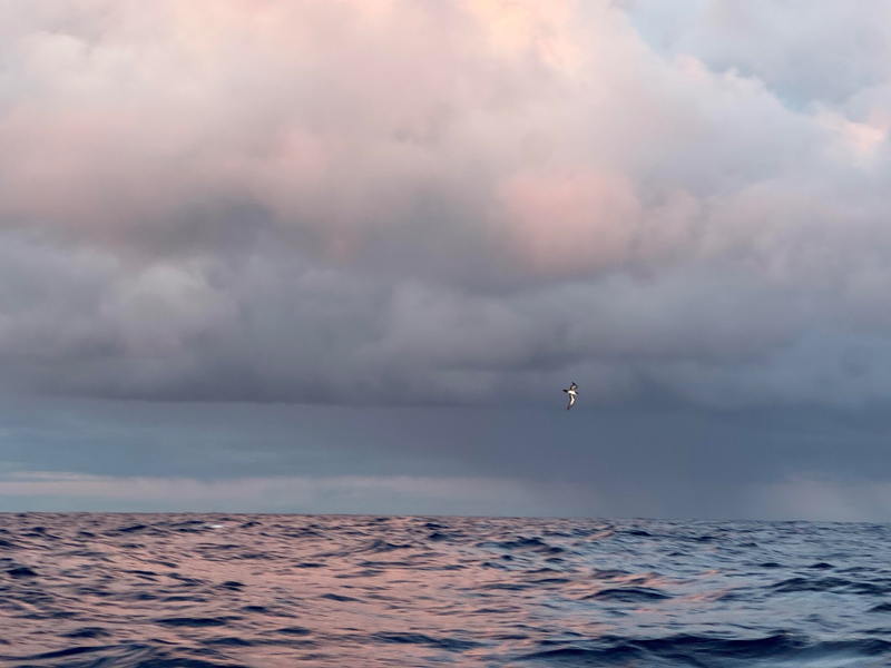 A Black-browed albatross making haste before a squall. While neither your surface GRIBs nor your upper level charts will resolve an individual squall like this one, knowing you are entering the unstable area east of a trough (or west of a ridge) is a good indication you will encounter more of them in the trades.
