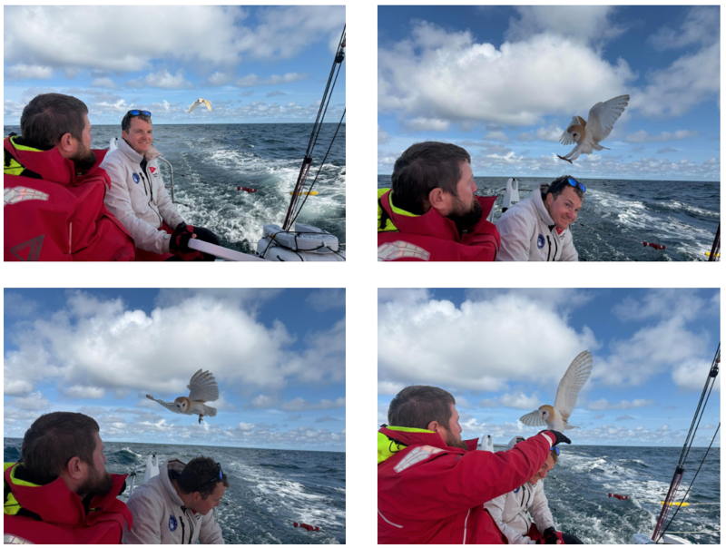 The barn owl made several attempts before landing. 