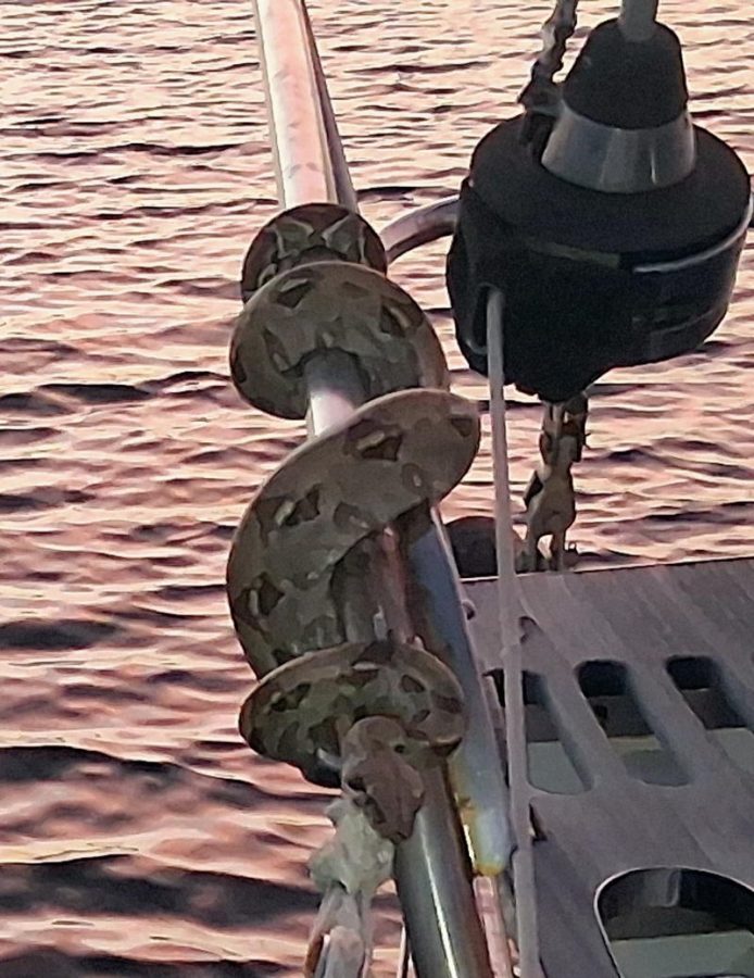 A viper kept a watchful eye out all night long on Cetacea.