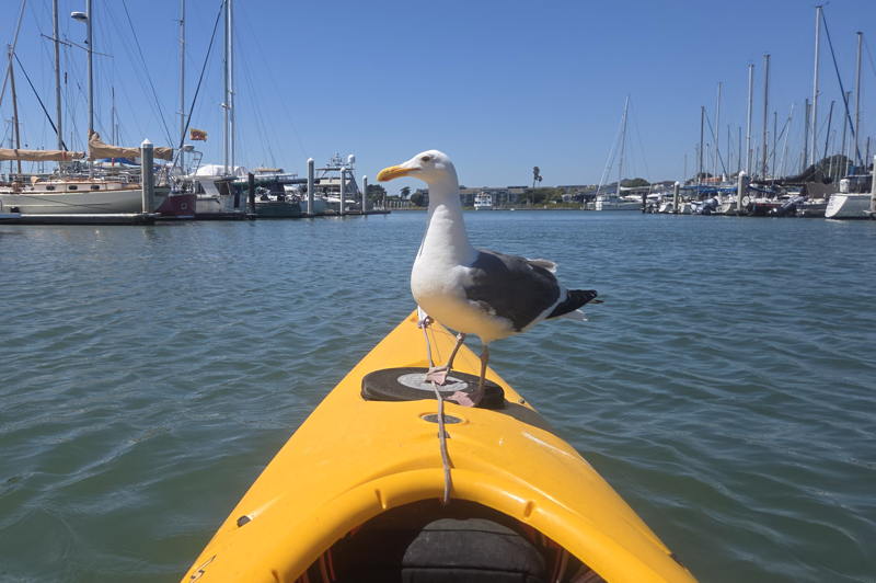 When not sailing with Lee, Max Ebb can often be found paddling a kayak with his service gull. 