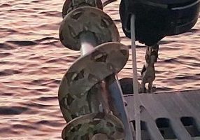 A viper kept a watchful eye out all night long on Cetacea.