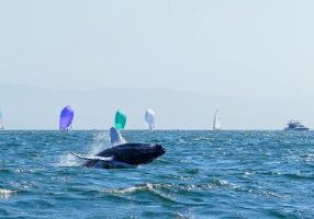 You have to keep an eye on the wind, water and whales when racing J/70s in Banderas Bay.