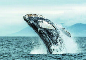 Grey whales are heading north now from Baja to the Arctic. 