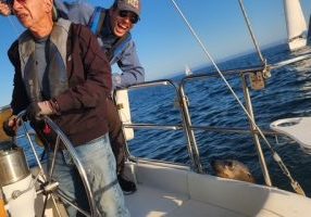 Joe Altmann and his crew on Simpatico were at the start line of the Tuesday night races in Santa Cruz when a sea lion jumped on the stern platform and stayed there for the whole race, much to the amusement of everyone.