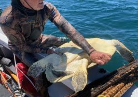 Foxfire frees a turtle